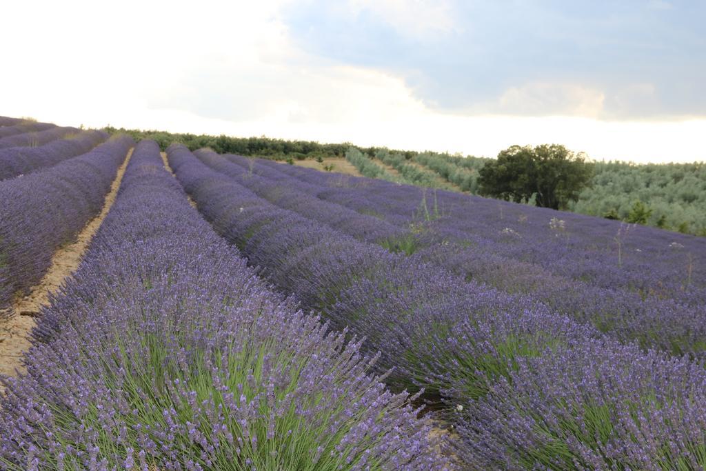 Le Mas Des Pins Mane (Alpes-de-Haute-Provence) Exterior foto